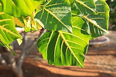 Devolver召开直播活动宣布多款游戏跳票至明年